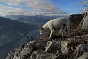 66 Stelina in osservazione...a picco sul lago